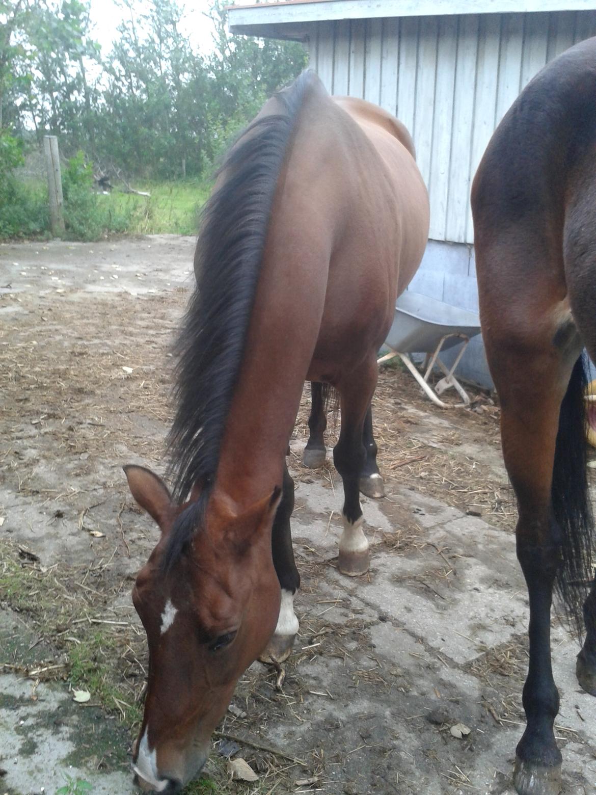 Standardbred E-vet billede 16