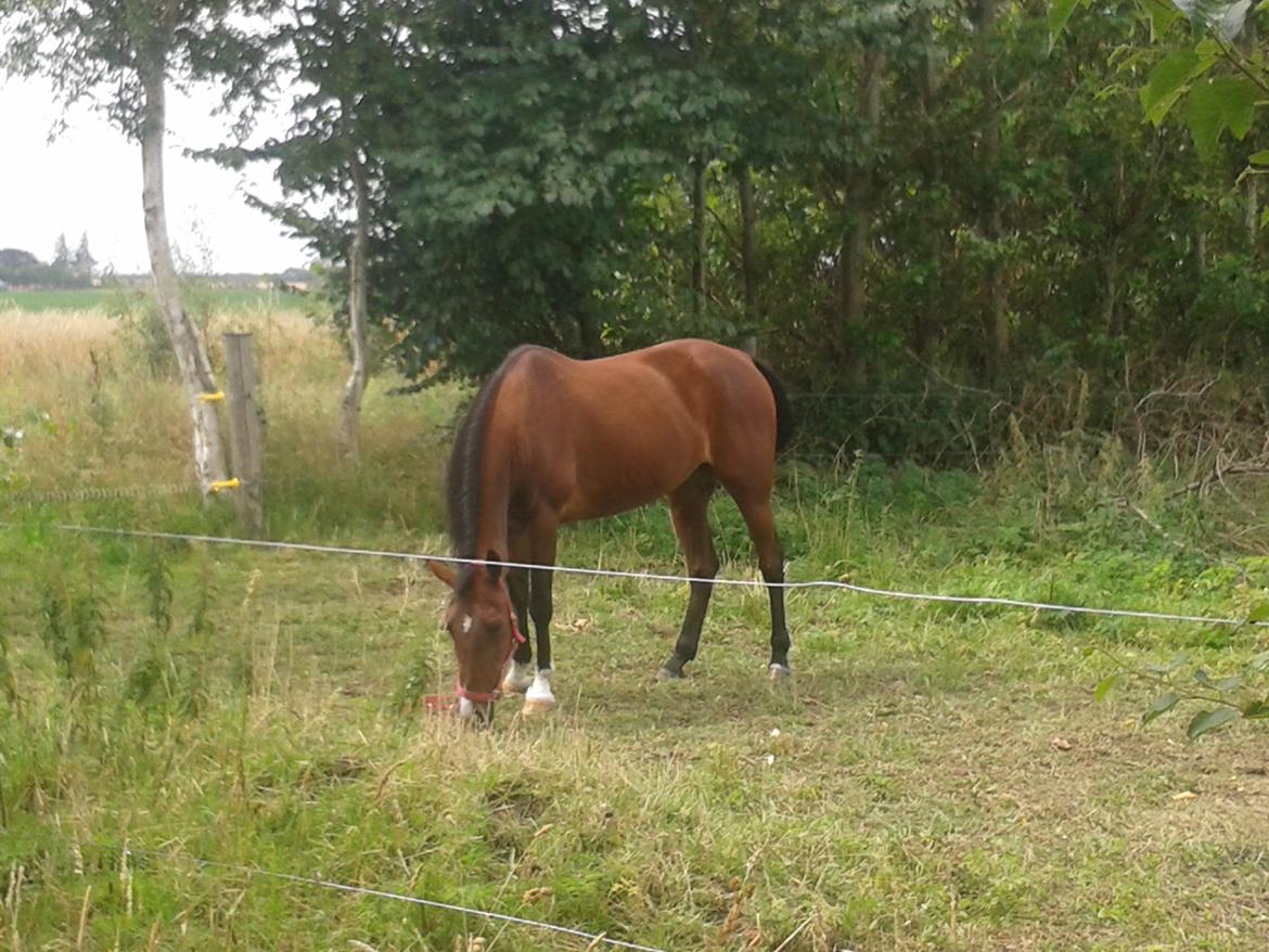 Standardbred E-vet billede 17