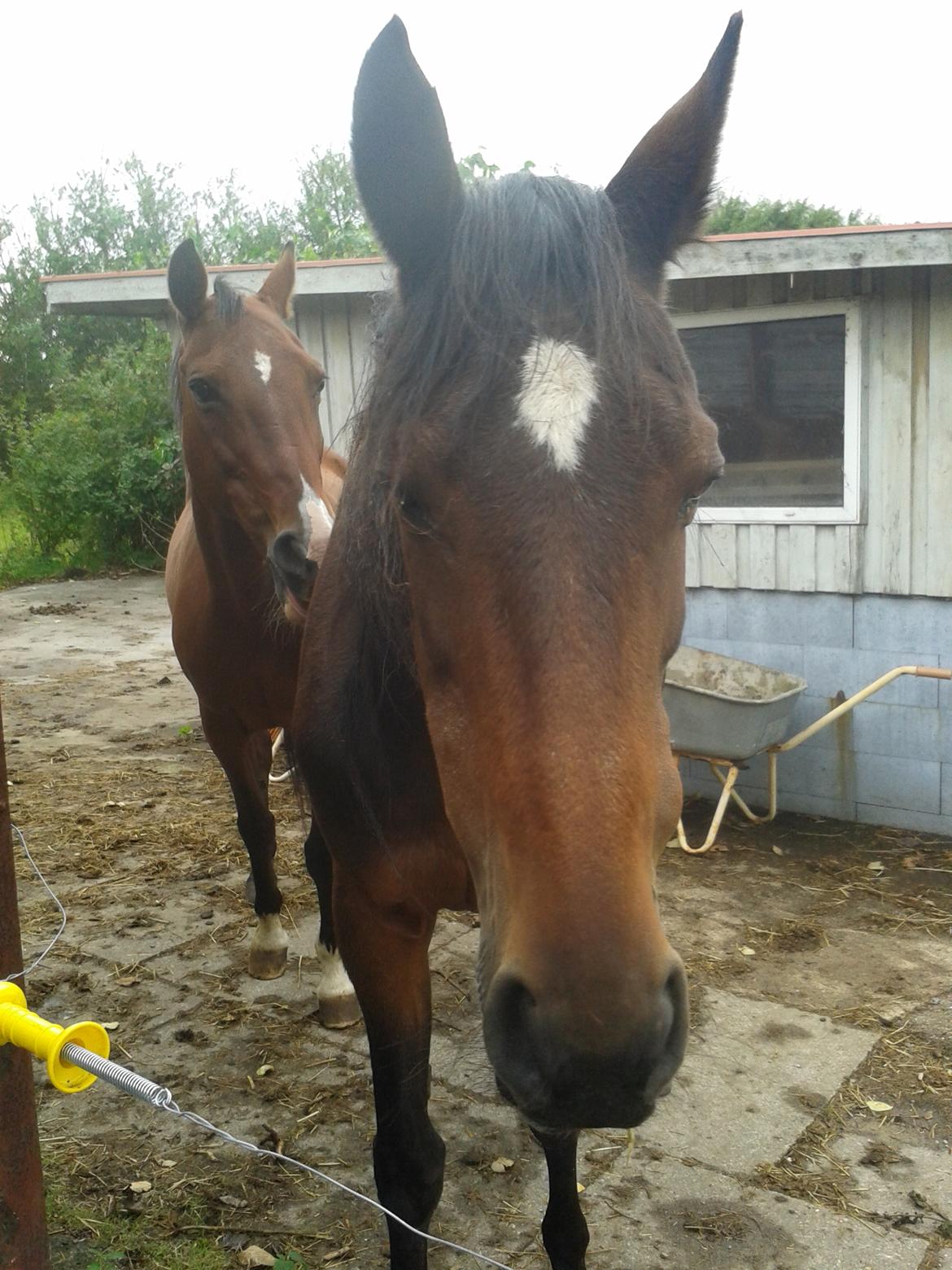 Standardbred E-vet billede 18