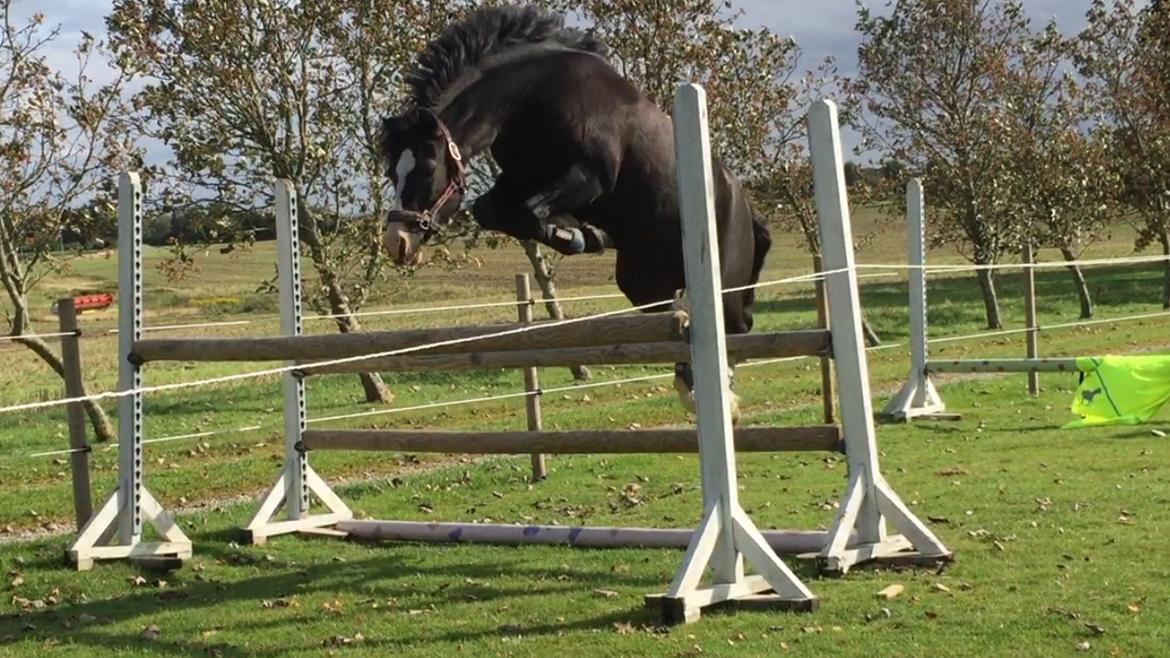 Welsh Pony af Cob-type (sec C) Dorthealyst Jack Daniels billede 3
