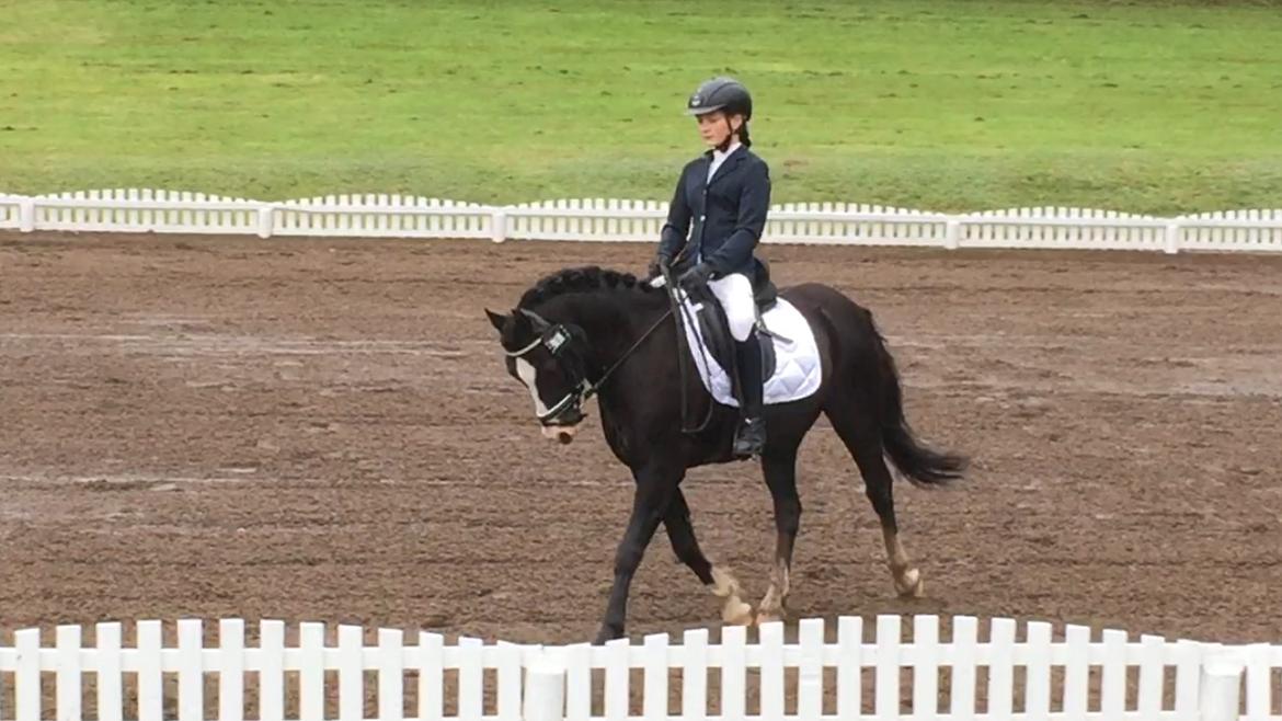 Welsh Pony af Cob-type (sec C) Dorthealyst Jack Daniels billede 4