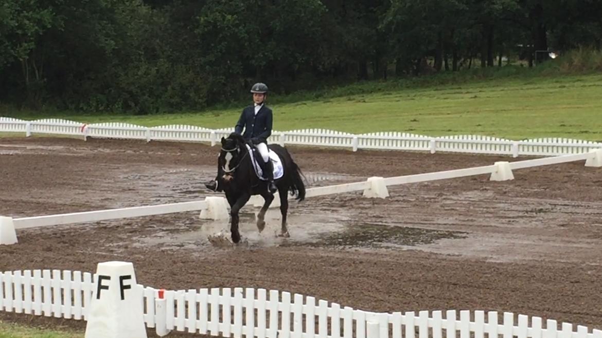 Welsh Pony af Cob-type (sec C) Dorthealyst Jack Daniels billede 13