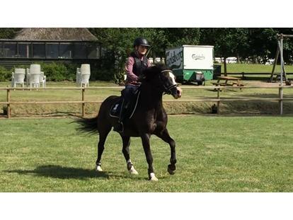 Welsh Pony af Cob-type (sec C) Dorthealyst Jack Daniels billede 2