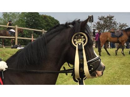 Welsh Pony af Cob-type (sec C) Dorthealyst Jack Daniels billede 1