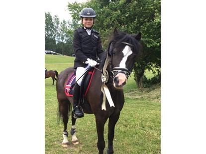 Welsh Pony af Cob-type (sec C) Dorthealyst Jack Daniels billede 9