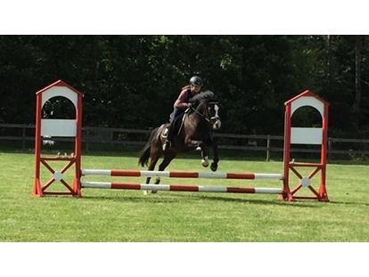 Welsh Pony af Cob-type (sec C) Dorthealyst Jack Daniels billede 7