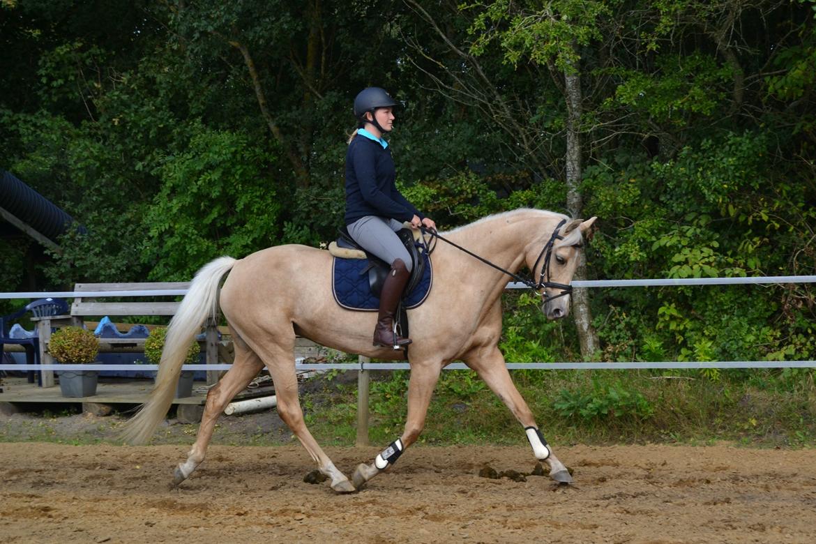 Palomino Rainbow Quickstep billede 8