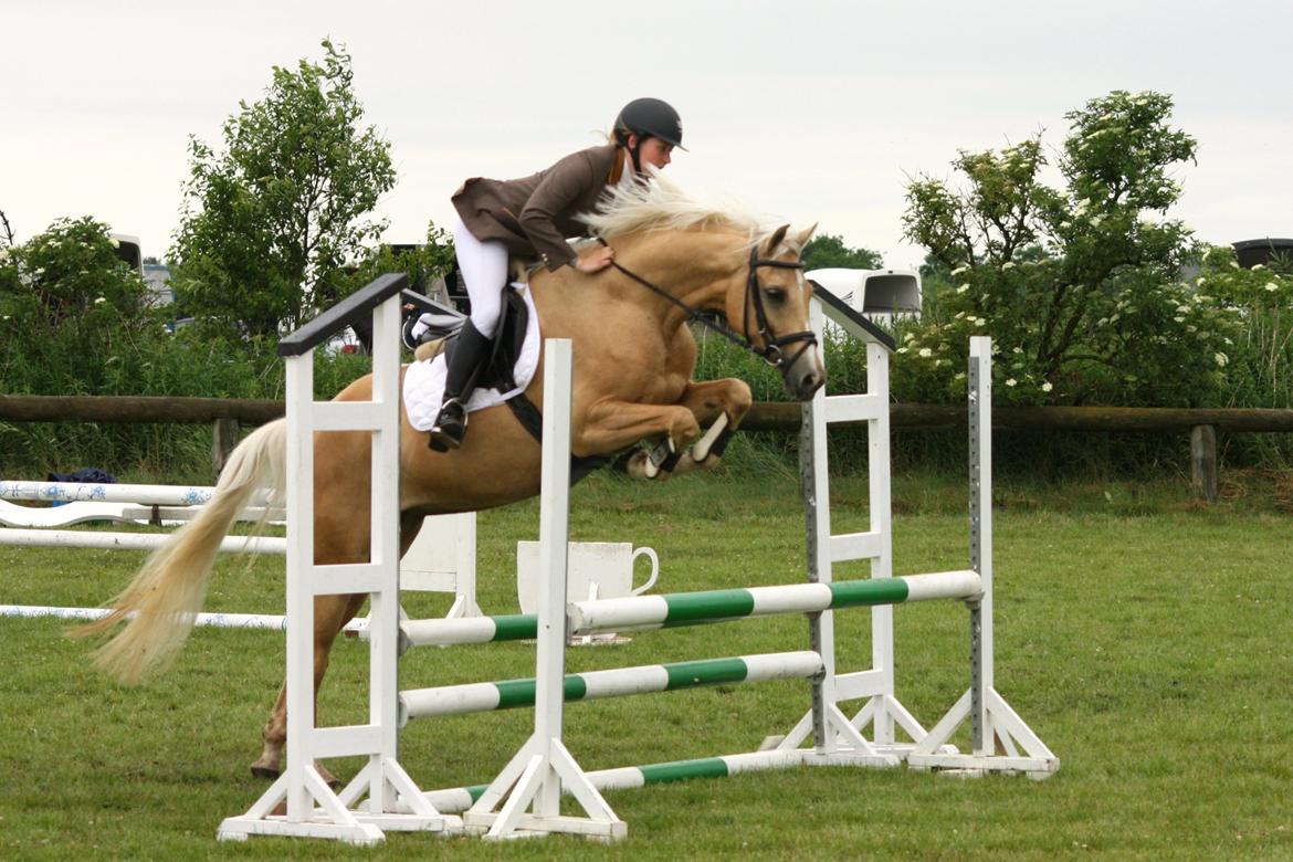 Palomino Rainbow Quickstep billede 4