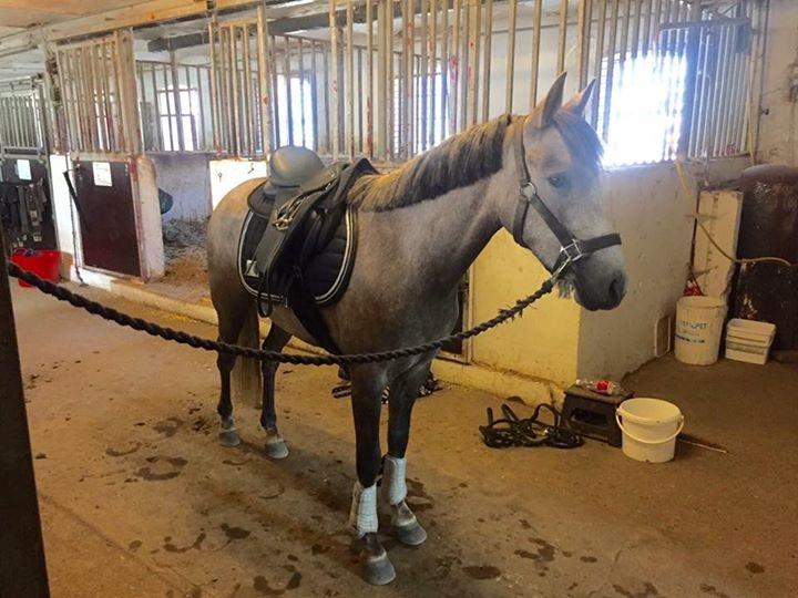 Anden særlig race Elmegaardens tin-tin billede 5