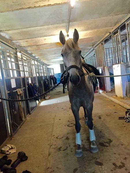 Anden særlig race Elmegaardens tin-tin billede 8