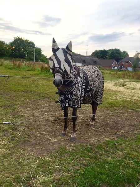 Anden særlig race Elmegaardens tin-tin billede 3