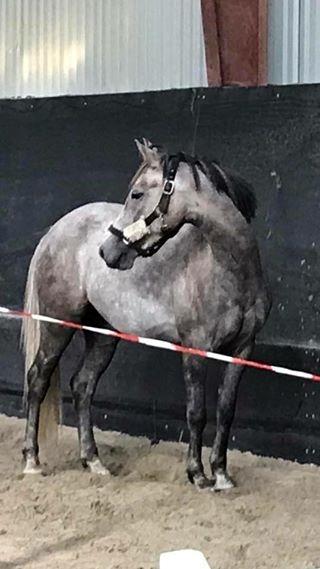 Anden særlig race Elmegaardens tin-tin billede 1