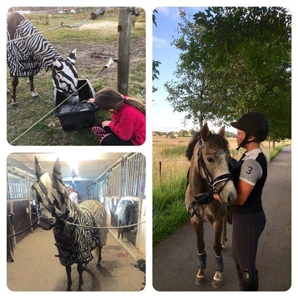 Anden særlig race Elmegaardens tin-tin billede 6