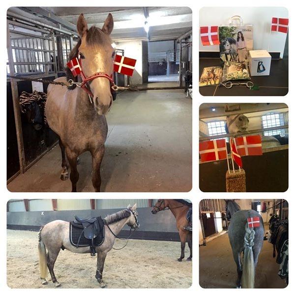 Anden særlig race Elmegaardens tin-tin billede 4