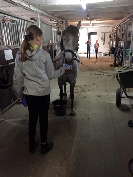 Anden særlig race Elmegaardens tin-tin billede 9