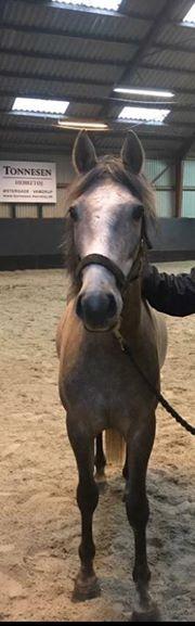 Anden særlig race Elmegaardens tin-tin billede 7