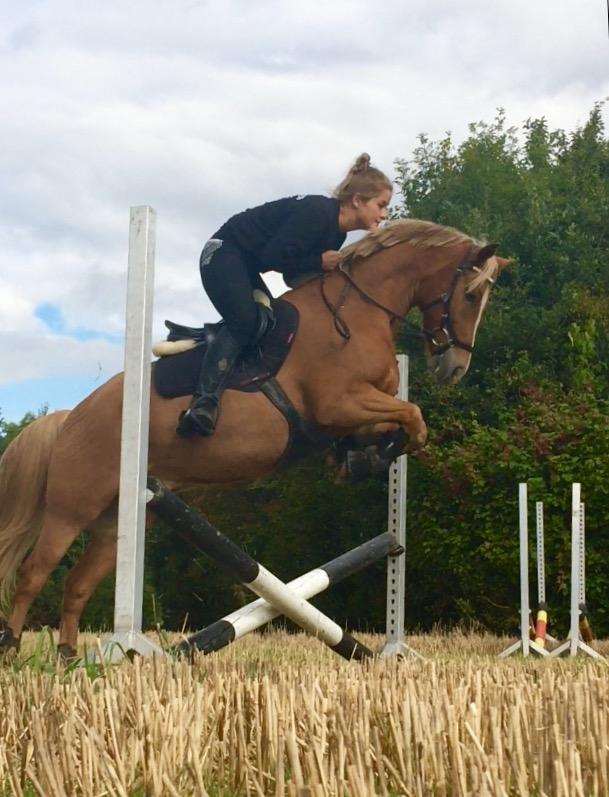 New Forest Søndermarkens Rolf - Sep 2017 billede 6