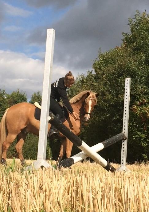 New Forest Søndermarkens Rolf - Sep 2017 billede 8