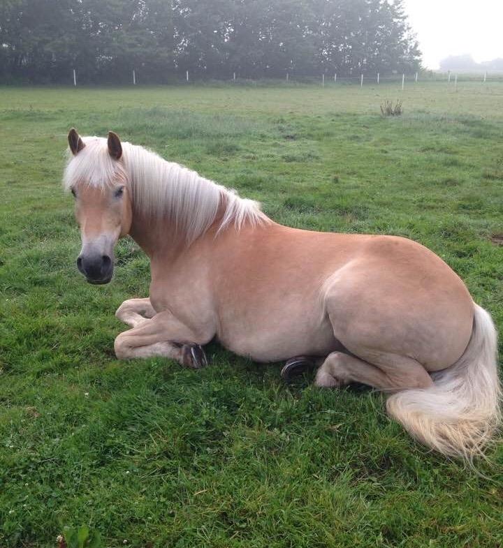 Haflinger Athæus mbm - Juni 2017 billede 6