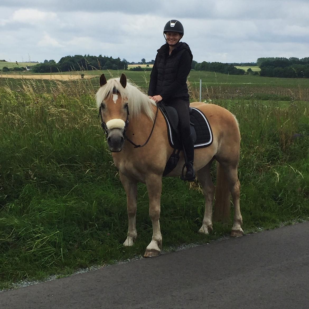 Haflinger Athæus mbm - Juli 2017 billede 18