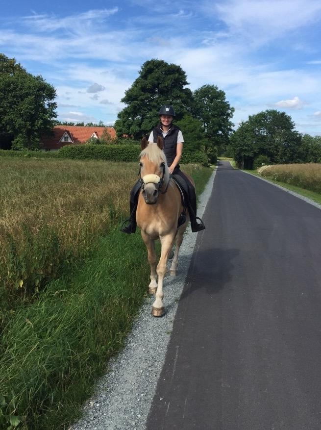 Haflinger Athæus mbm - Juli 2017 billede 5