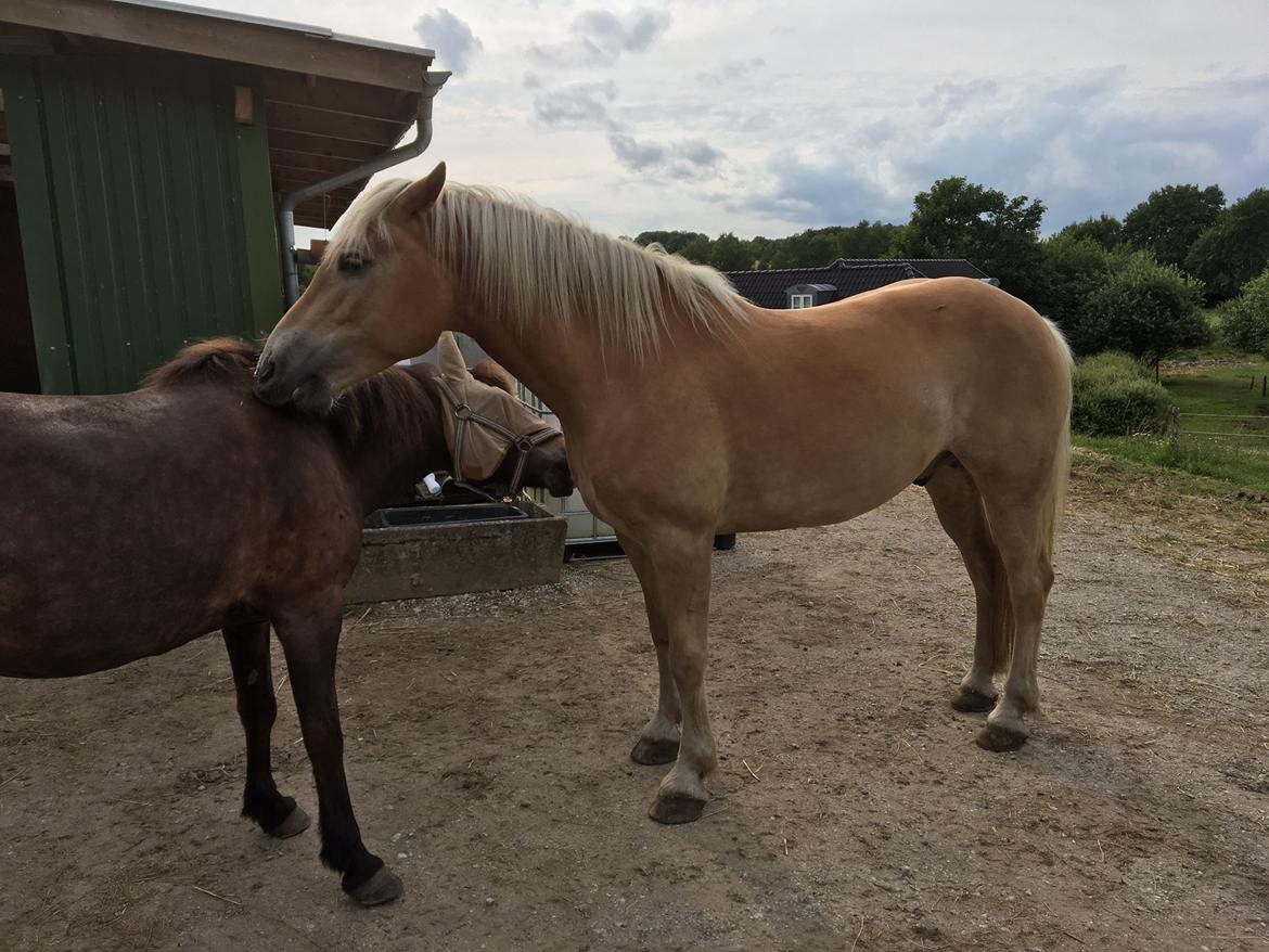 Haflinger Athæus mbm - Juli 2017 billede 19