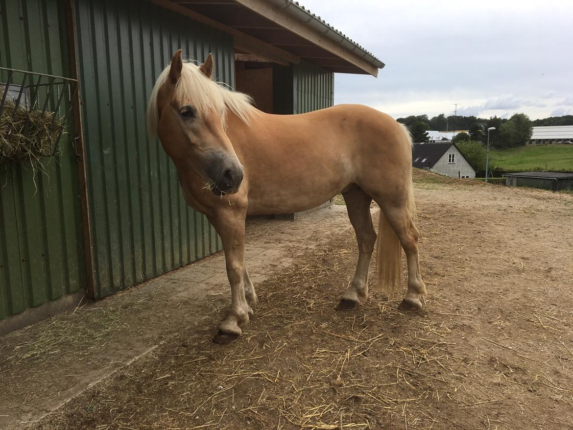 Haflinger Athæus mbm - Juli 2017 billede 20