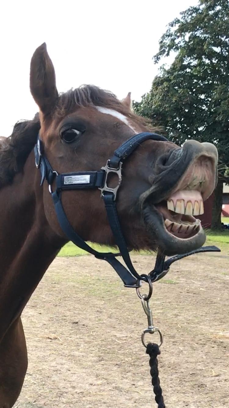 Welsh Pony (sec B) Bjerregårds zenta - Smiiiil😂😍 billede 11
