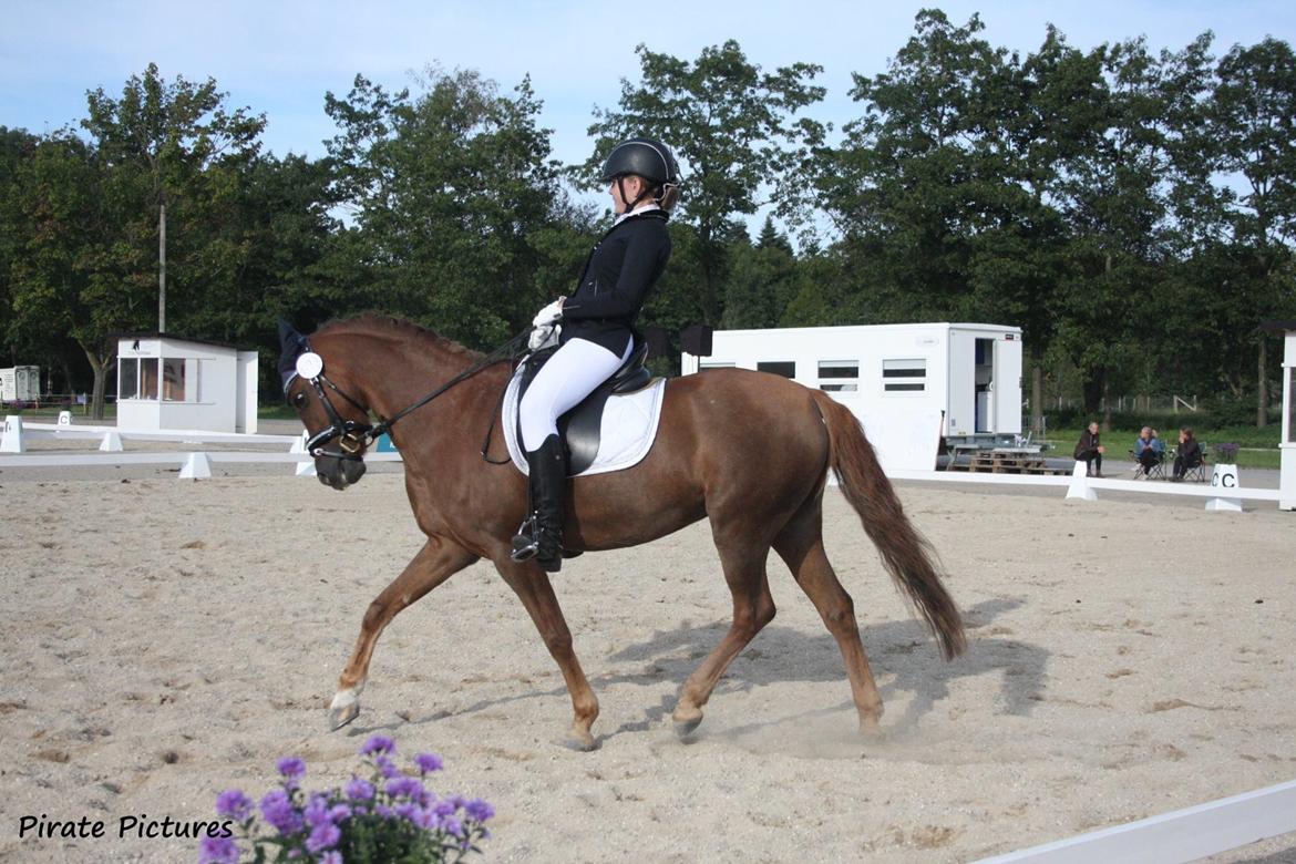 Welsh Pony (sec B) Bjerregårds zenta - Første LA1 til 69,8%😍 billede 16