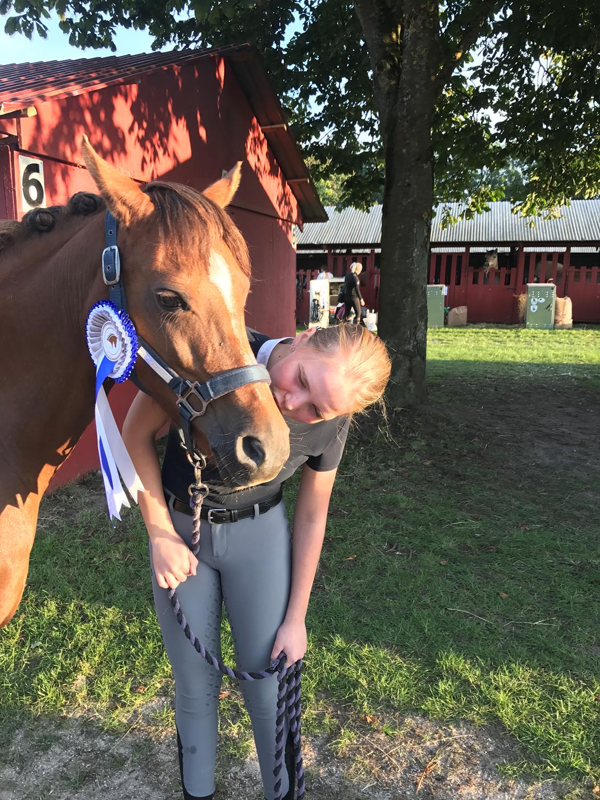 Welsh Pony (sec B) Bjerregårds zenta - 2. Plads I første LA1 på StoreHeste dag😍 billede 17