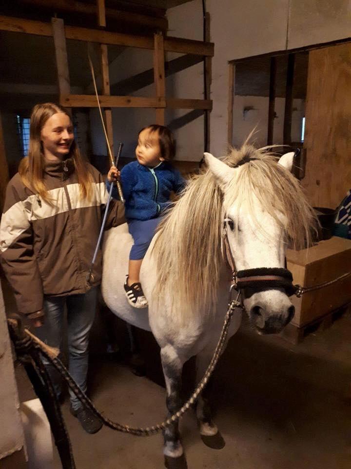 Welsh Mountain (sec A) Team J Nielsen's Felix - sep 2017 billede 15