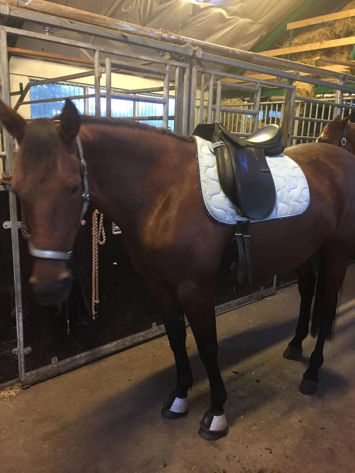 Traver SOLGT*   Bravida Holmsminde billede 12