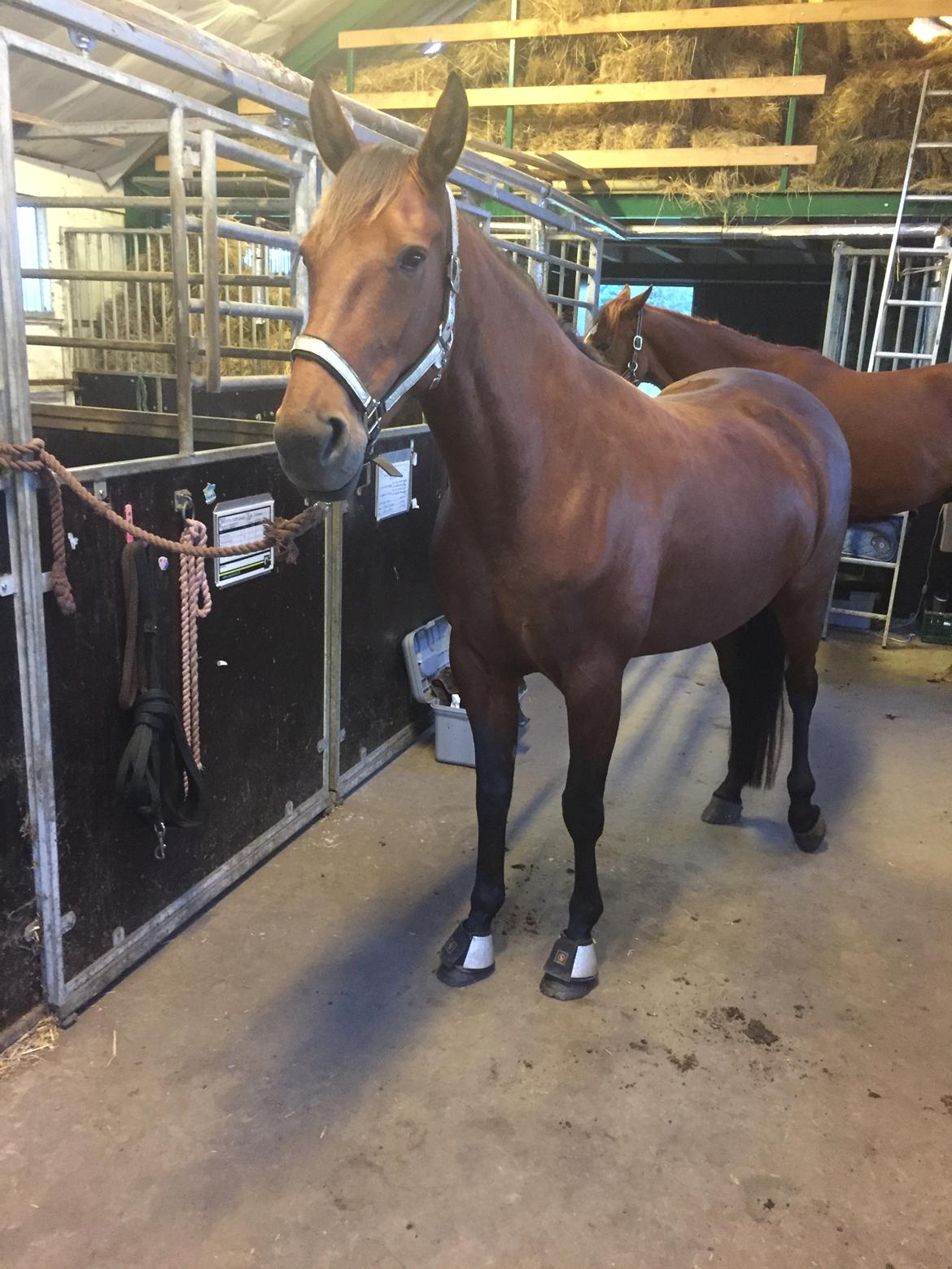 Traver SOLGT*   Bravida Holmsminde billede 11