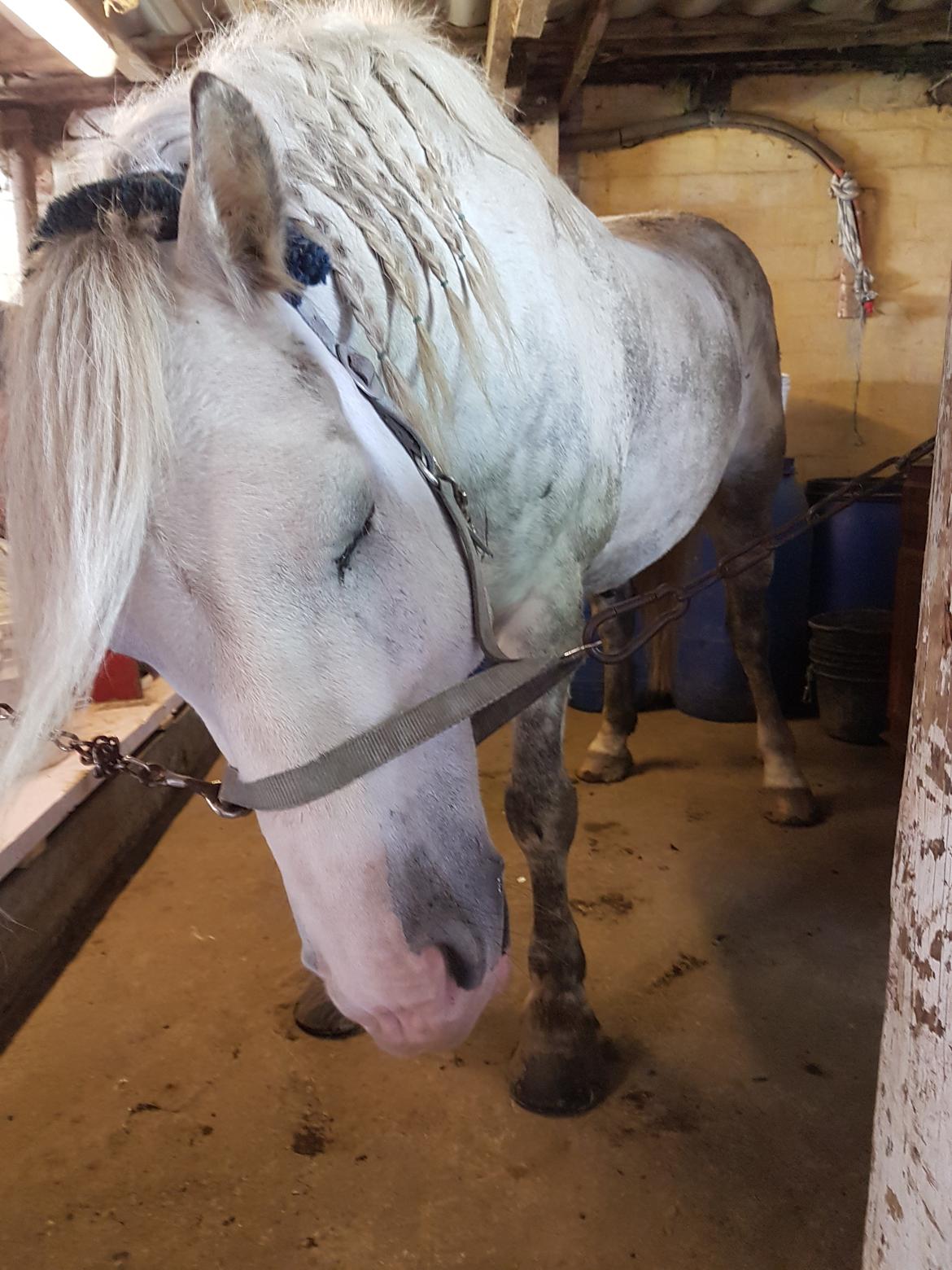 Anden særlig race Pipars billede 18