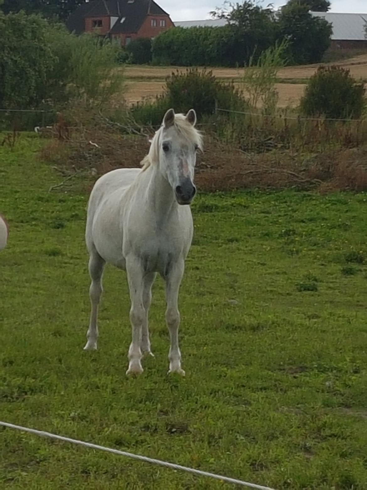 Welsh Pony (sec B) Prinzess of Beauty queen ( Pony) R.I.P billede 19