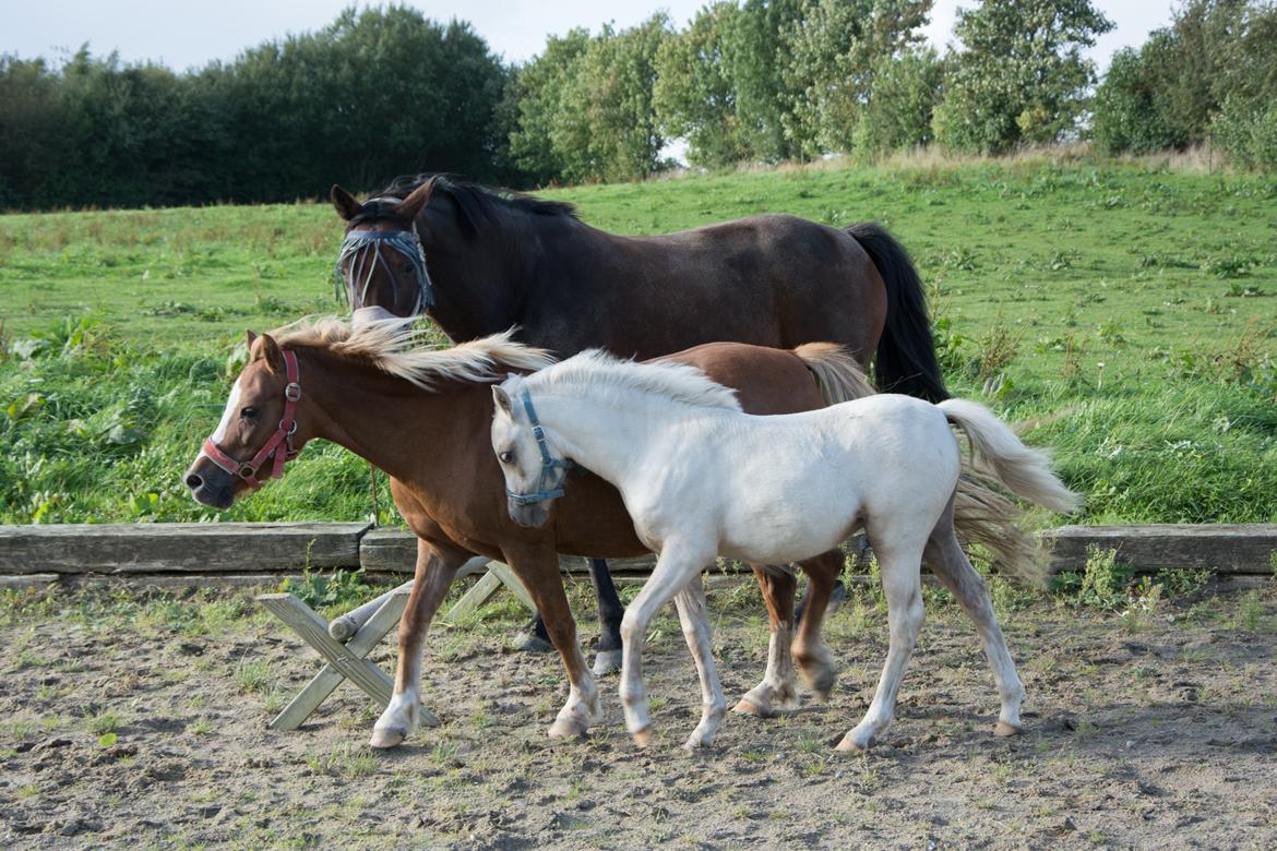 Welsh Pony (sec B) Sunny Hill Bell-Bell Sunlight / Bella - Bella 12/9 billede 14