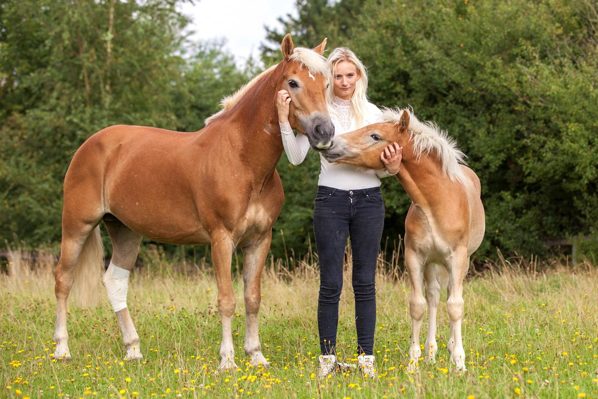 Haflinger Stroller - Freja Sif Foto billede 10