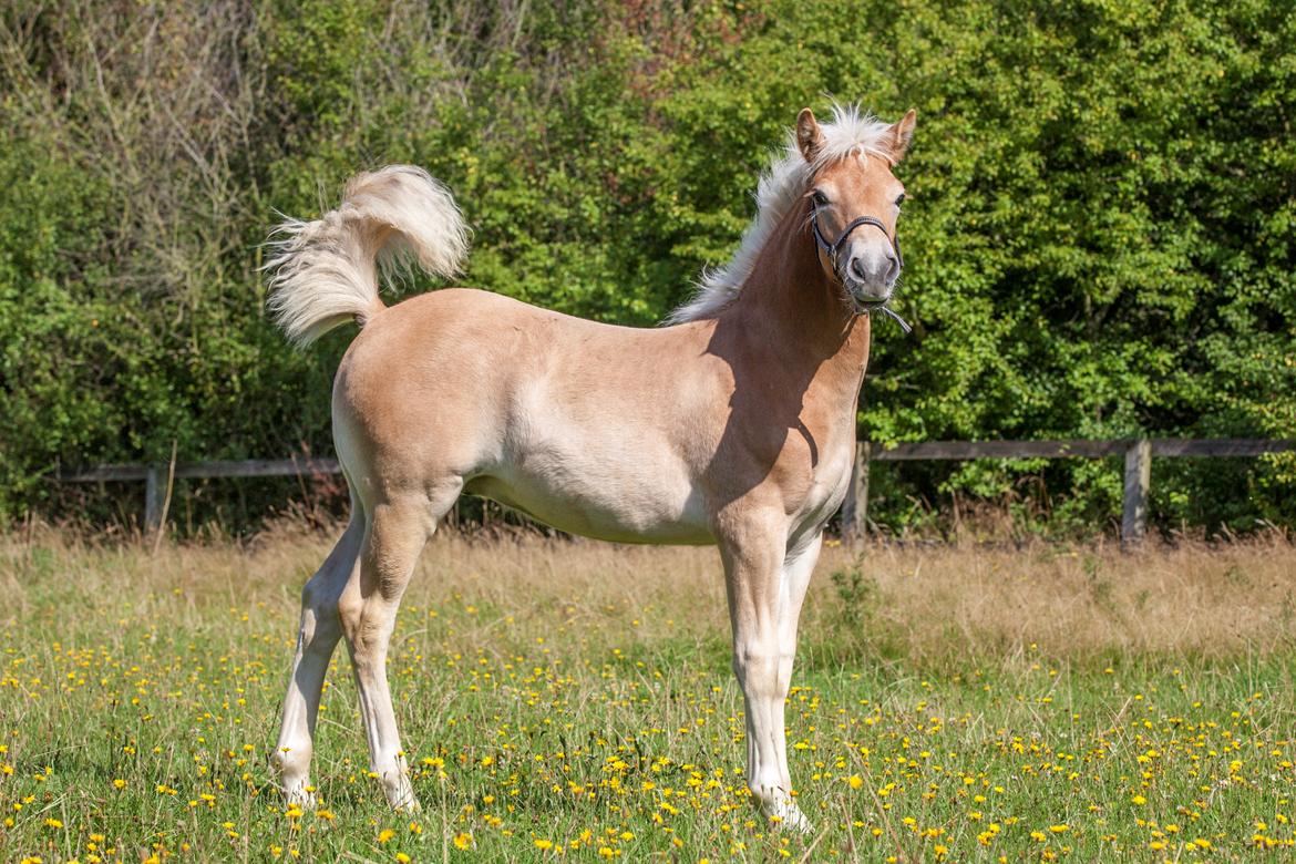 Haflinger Stroller - Freja Sif Foto billede 11