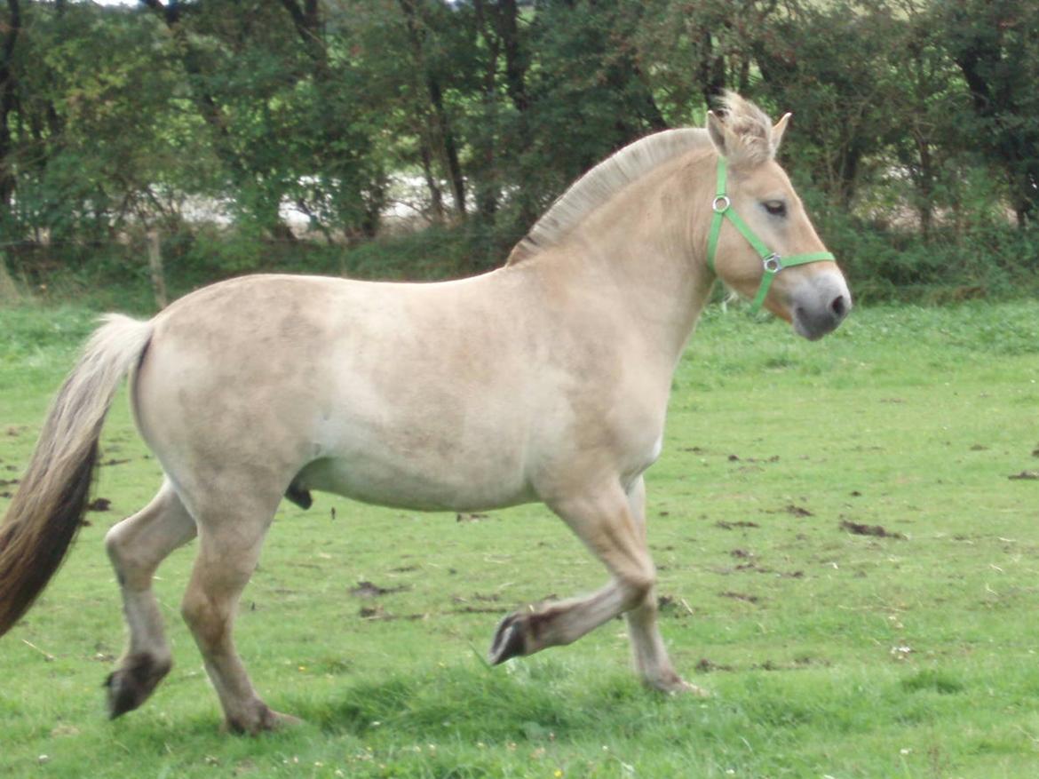 Fjordhest Søndervangs sofus - lidt smart er man vel altid billede 21
