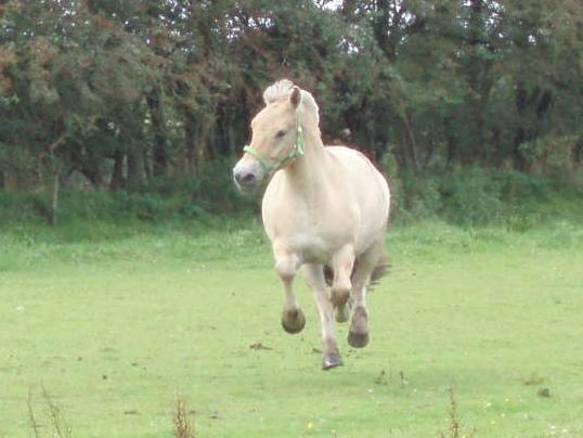 Fjordhest Søndervangs sofus - SE nu har jeg også lært at flyve Sep. 17 billede 8