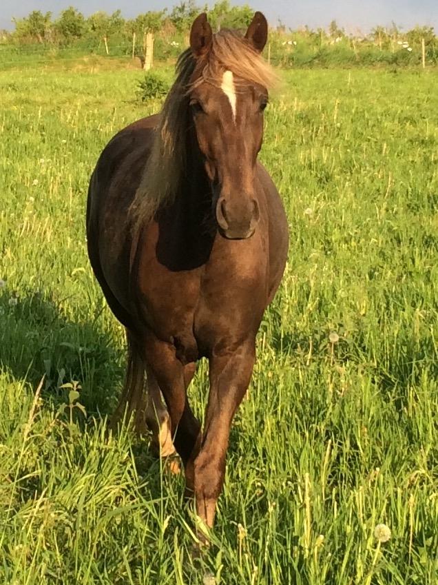 Anden særlig race Saksdals Olivia  billede 1