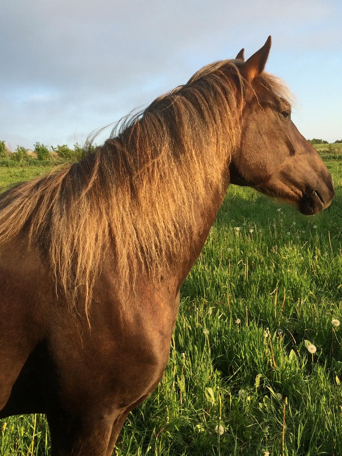 Anden særlig race Saksdals Olivia  billede 2