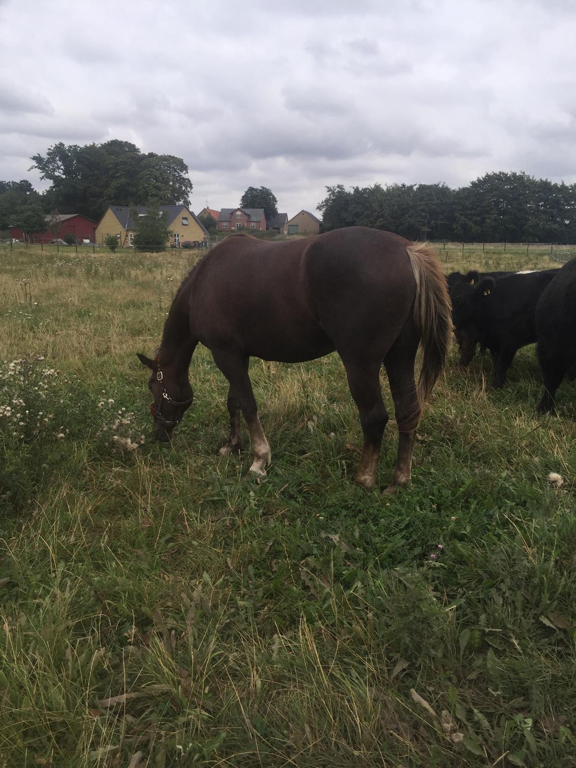 Anden særlig race Saksdals Olivia  billede 3
