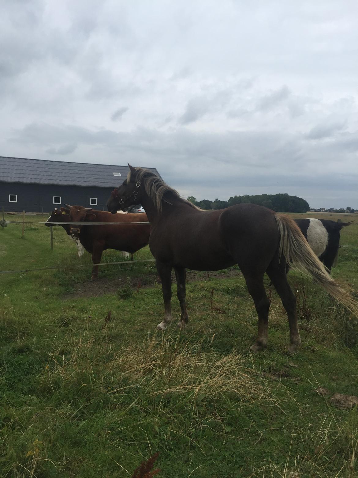 Anden særlig race Saksdals Olivia  billede 4