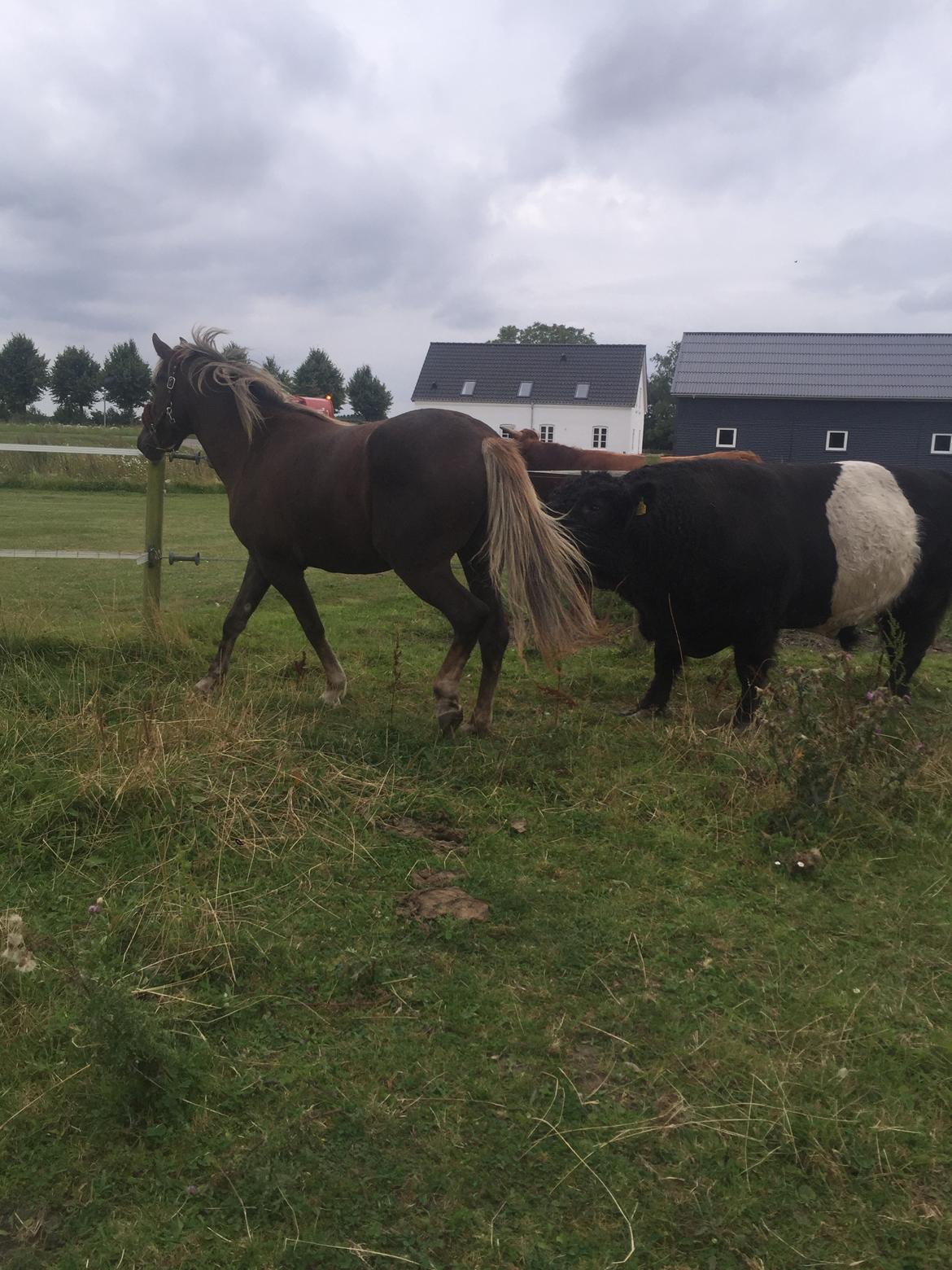 Anden særlig race Saksdals Olivia  billede 5