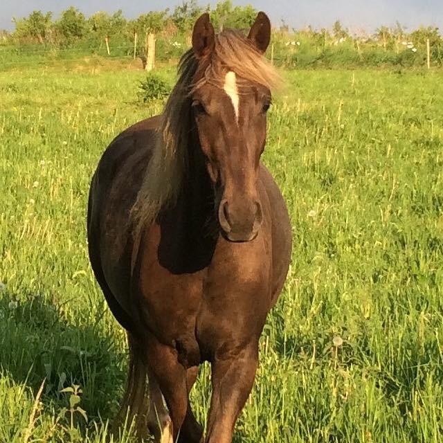 Anden særlig race Saksdals Olivia  billede 9