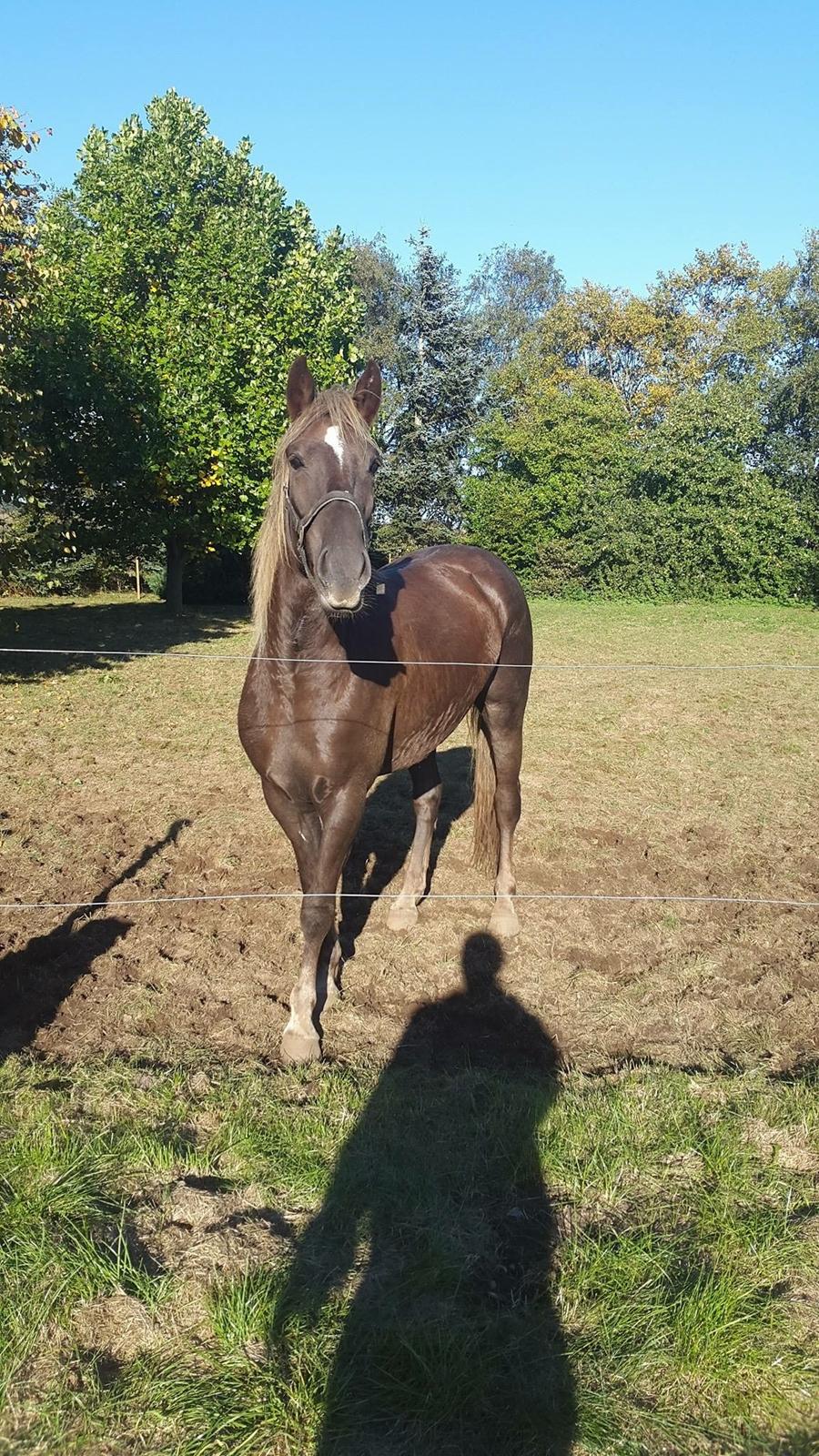 Anden særlig race Saksdals Olivia  billede 10