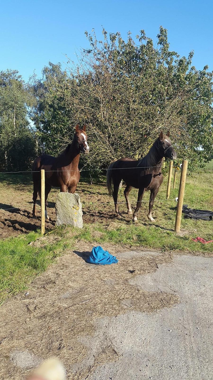 Anden særlig race Saksdals Olivia  billede 11