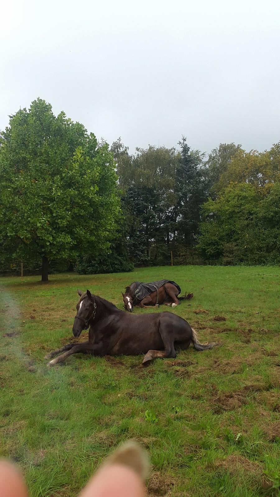 Anden særlig race Saksdals Olivia  billede 12