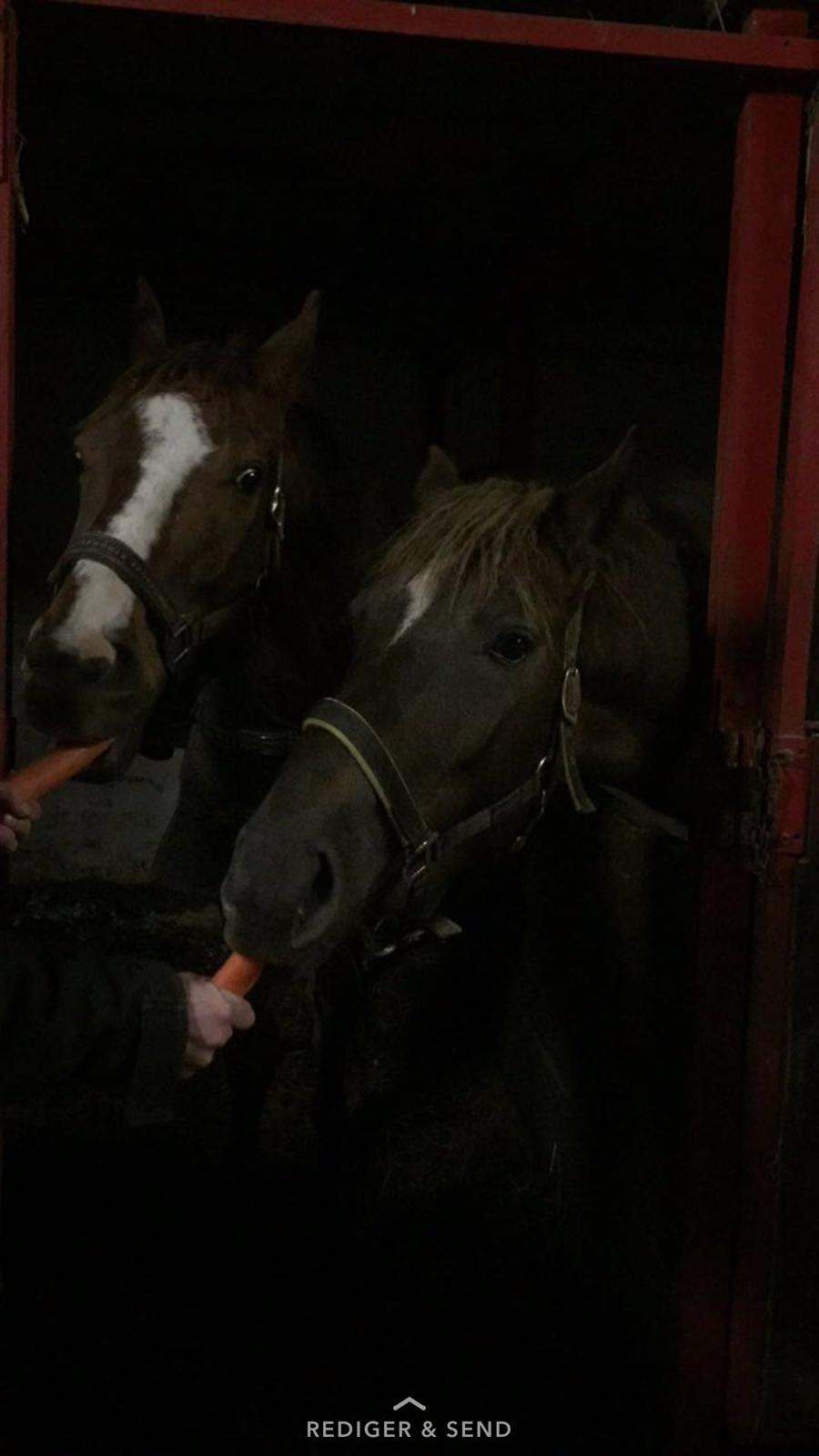 Anden særlig race Saksdals Olivia  billede 7